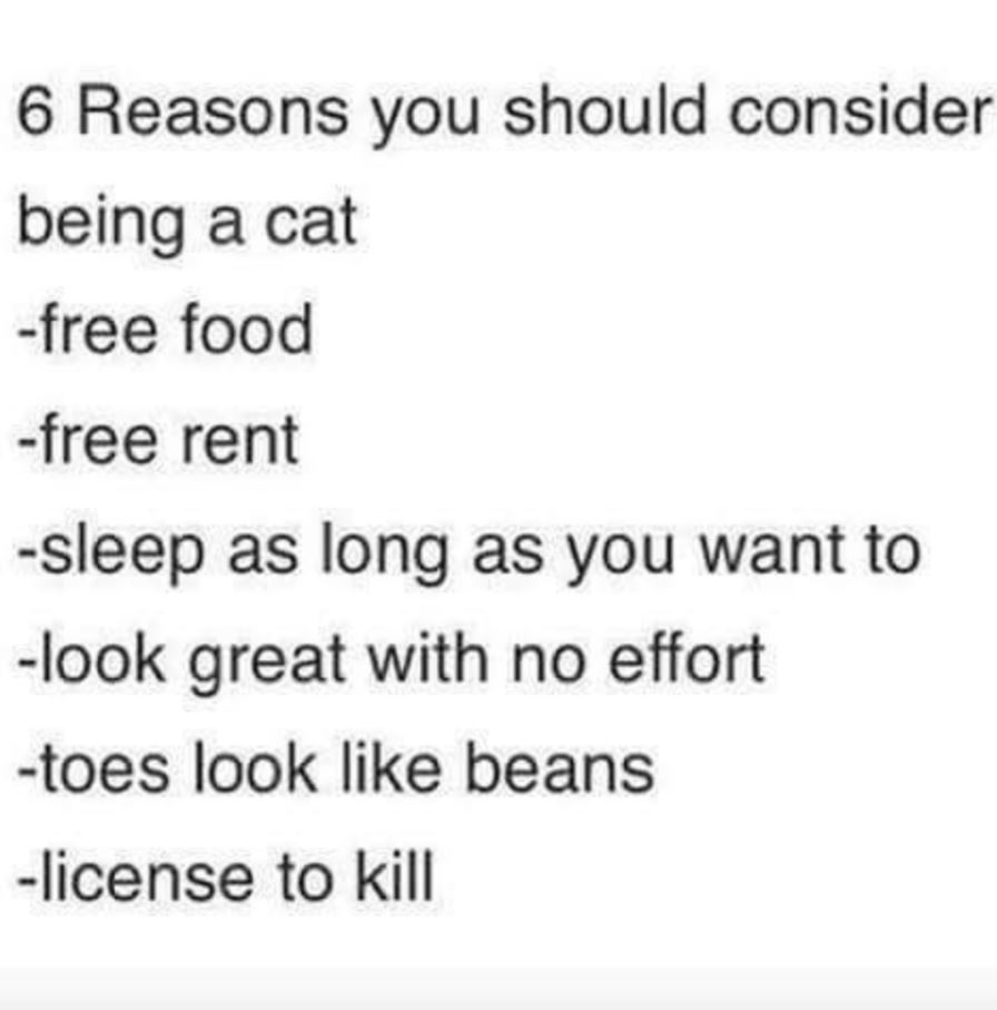 6 Reasons you should consider being a cat