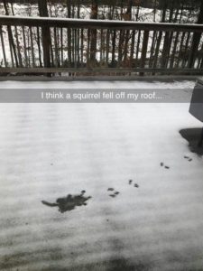 Poor Squirrel