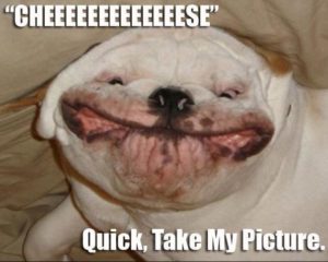 40 Funny Animal Memes