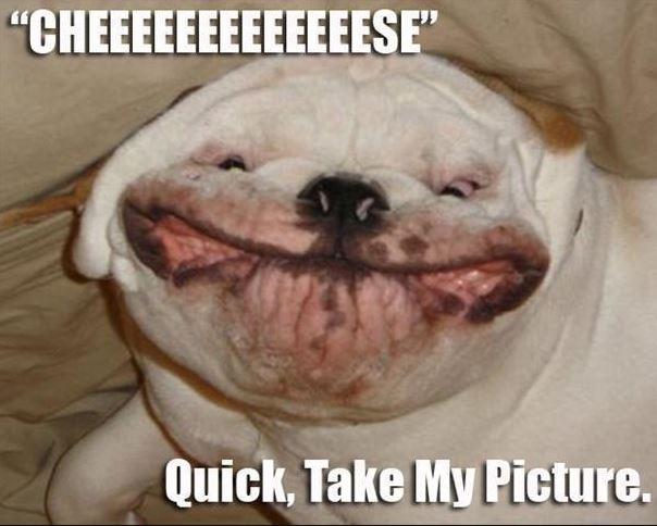 40 Funny Animal Memes