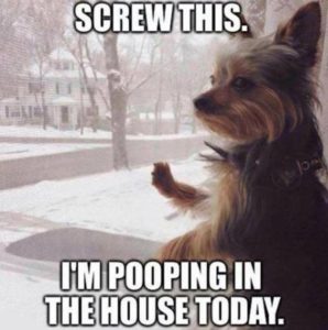 Funny Animal Pictures of The Day - 39 Pics