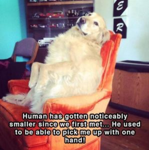 39 Funny Animals of The Week